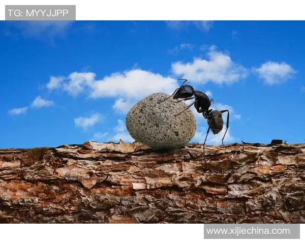 崔永熙:在时代洪流中追寻梦想与坚持的力量 崔永熙:在时代洪流中追寻梦想与坚持的力量